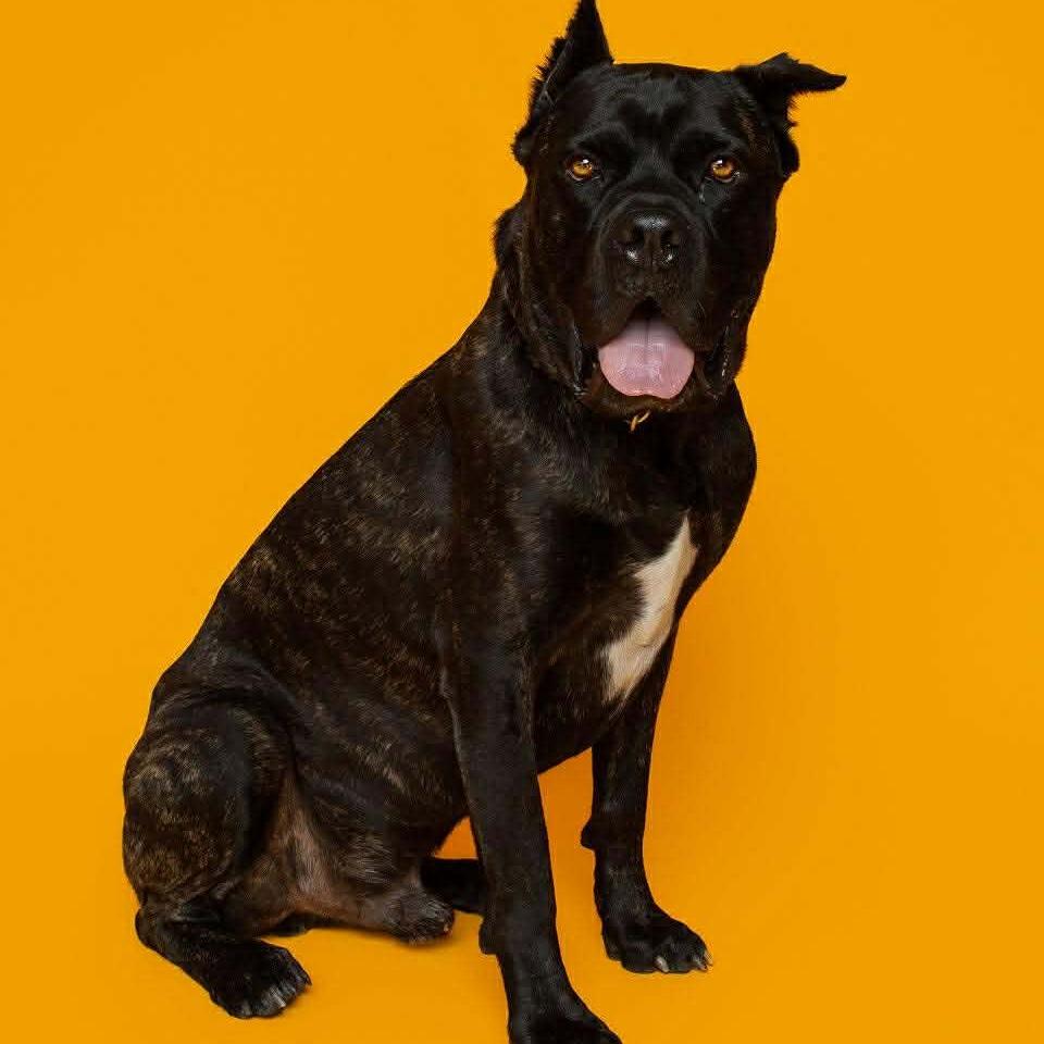 Mufasa, a Adoptable Cane Corso in Tampa, FL image 3/6