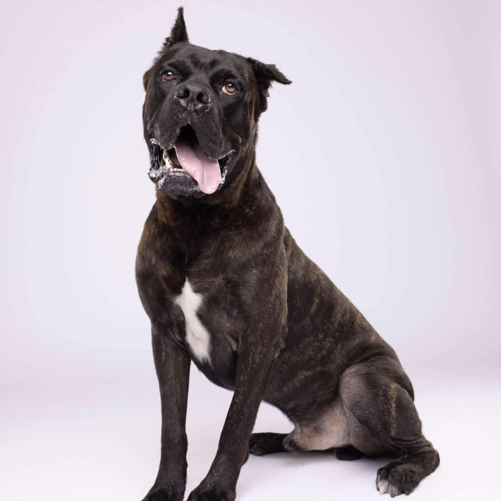 Mufasa, a Adoptable Cane Corso in Tampa, FL image 4/6