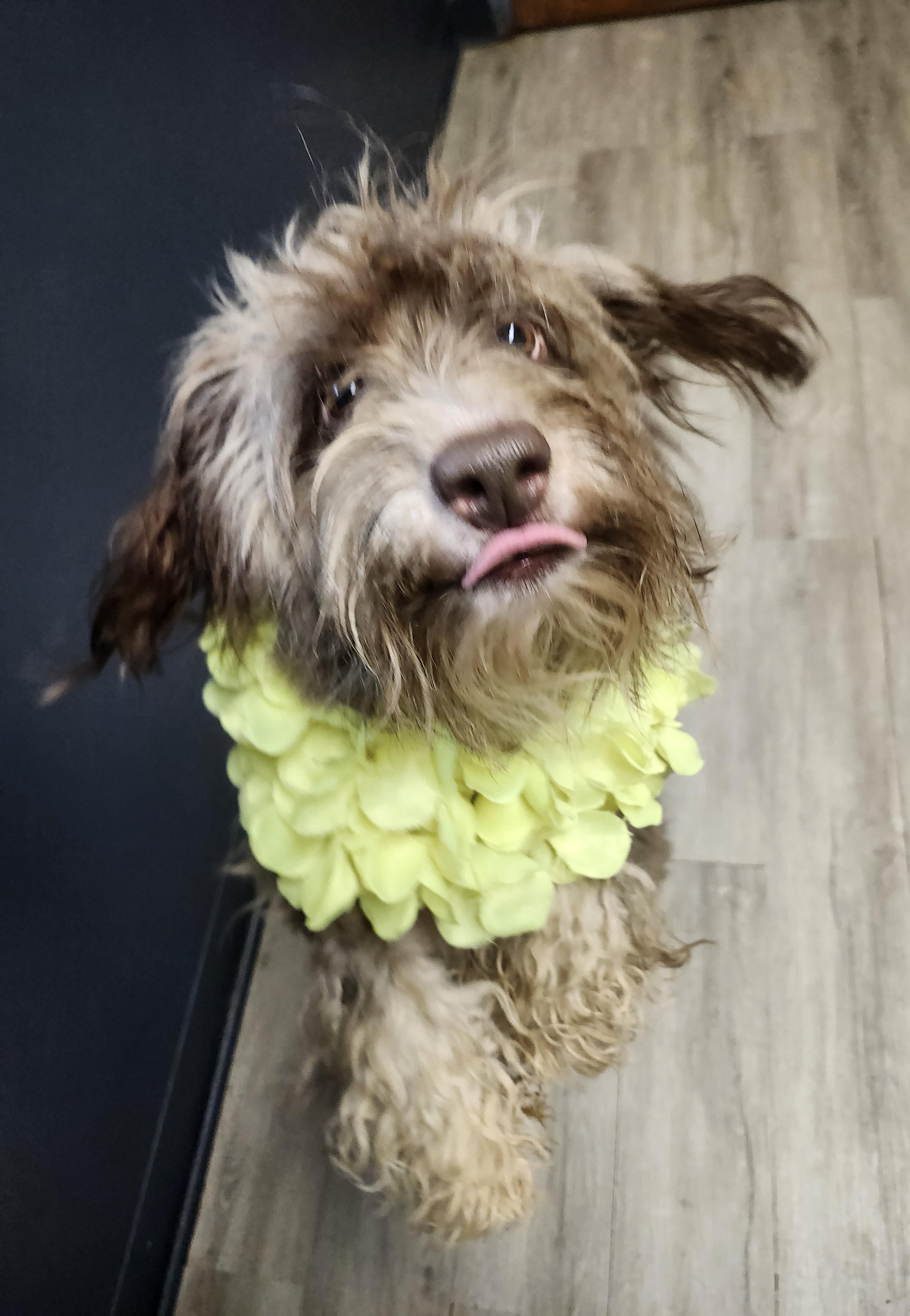 Enlarge Loitering, a Adoptable mixed breed in Mansfield, OH image 2/4