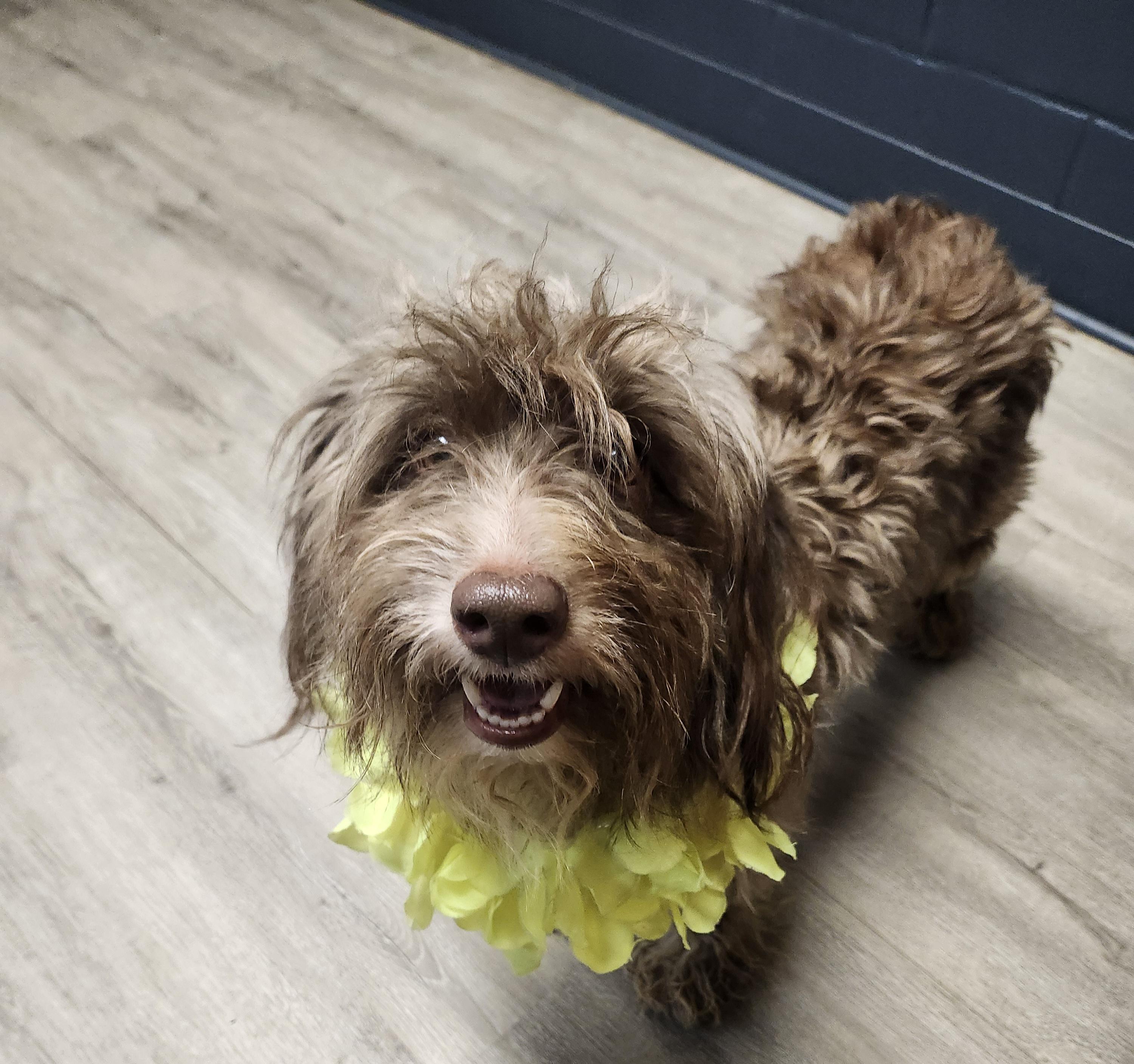 Loitering, Adoptable, Adult Female Miniature Poodle.