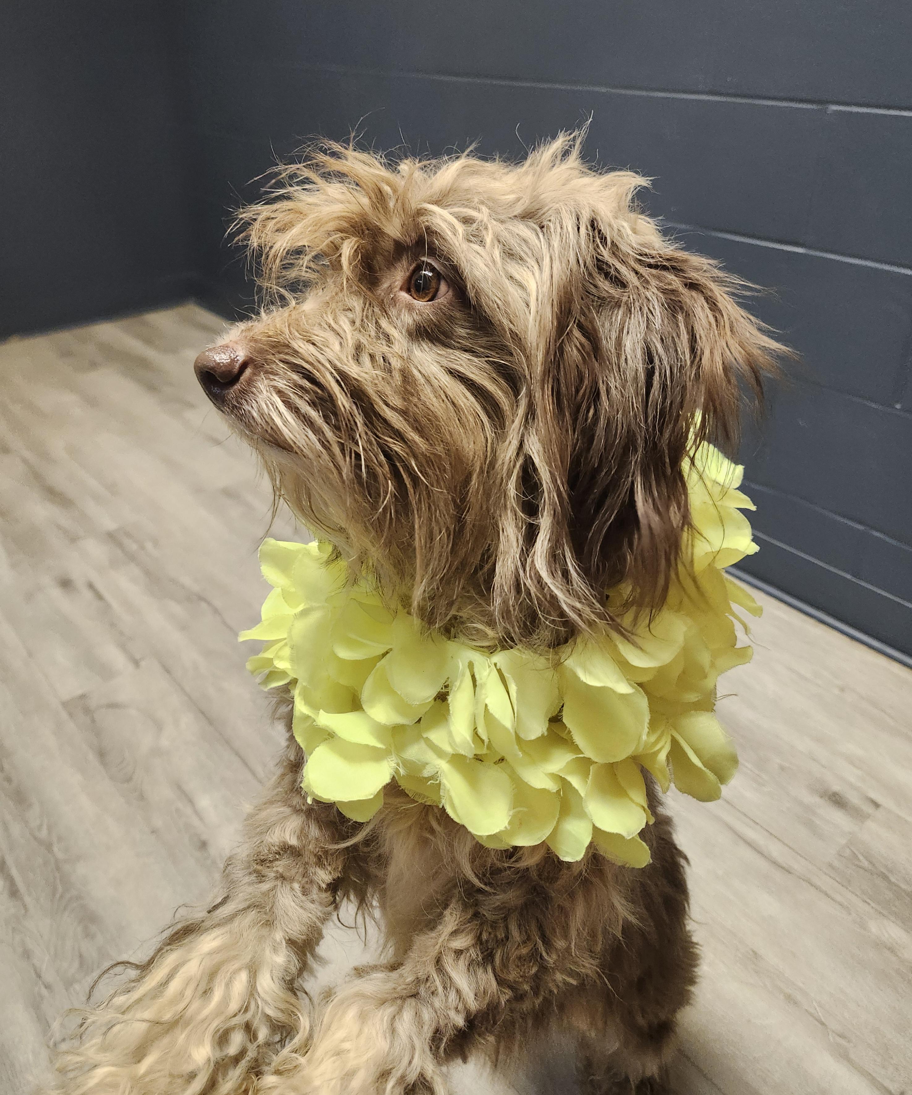 Enlarge Loitering, a Adoptable mixed breed in Mansfield, OH image 4/4