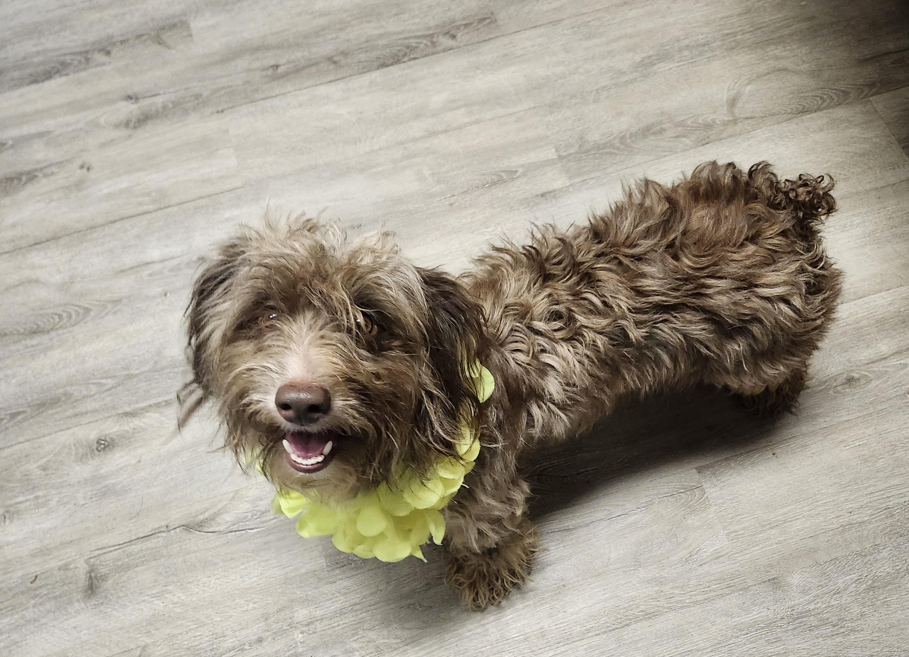 Enlarge Loitering, a Adoptable mixed breed in Mansfield, OH image 3/4