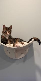 Delilah, a Adoptable mixed breed in St Petersburg, FL image 2/4
