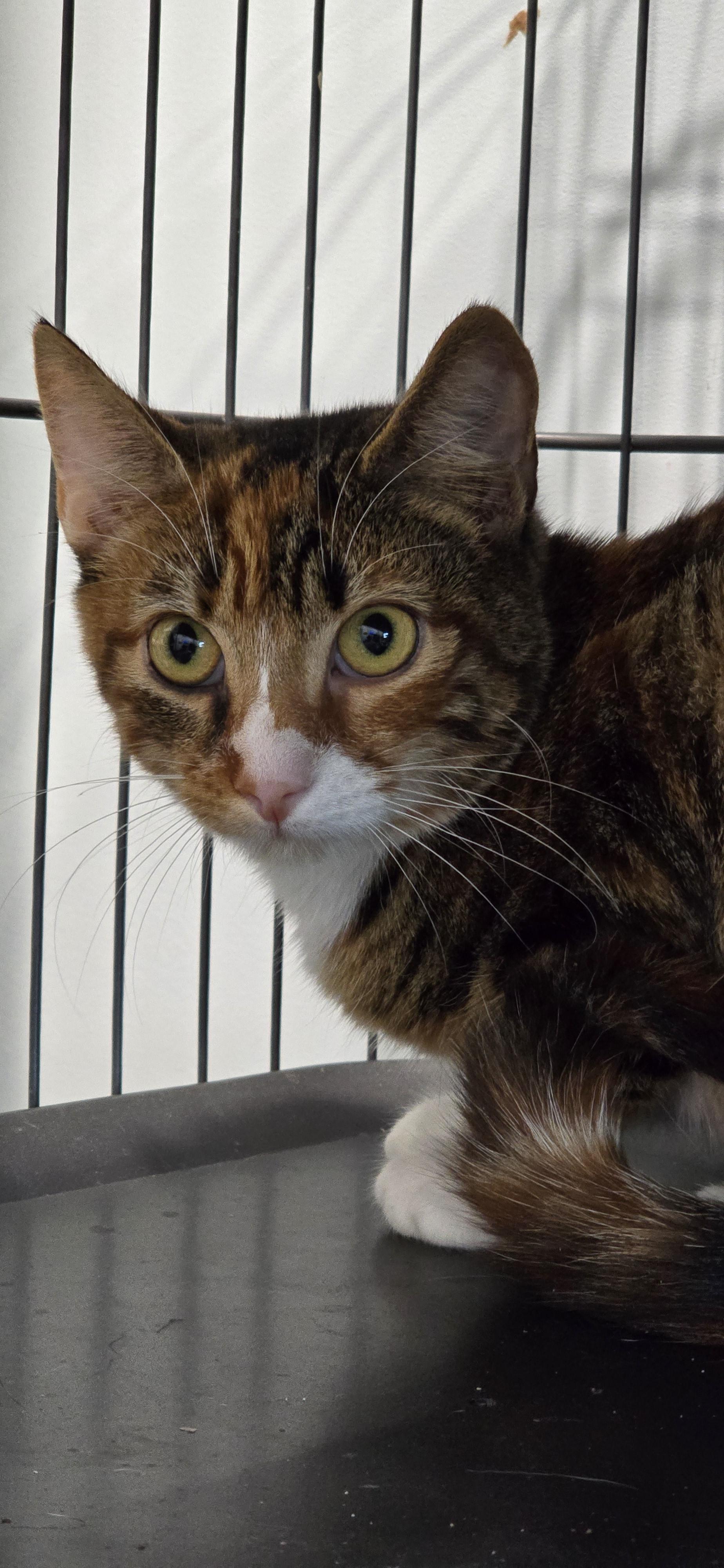 Enlarge Delilah, a Adoptable mixed breed in St Petersburg, FL image 3/4