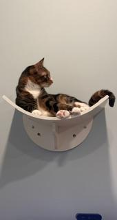 Delilah, a Adoptable mixed breed in St Petersburg, FL image 3/4