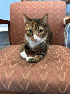 Delilah, a Adoptable mixed breed in St Petersburg, FL image 4/4