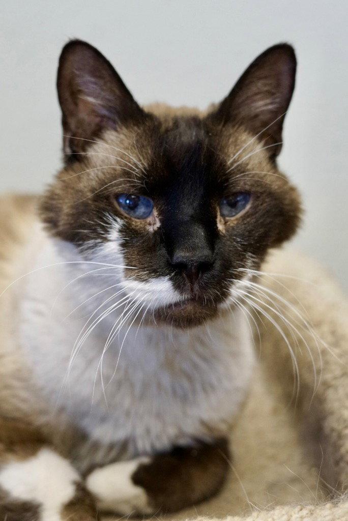 Bug, Adoptable, Senior Male Domestic Short Hair & Snowshoe.