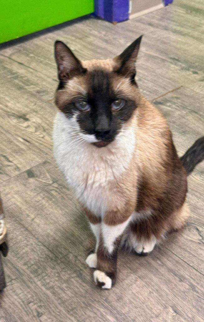 Enlarge Bug, a Adoptable mixed breed in Saint George, UT image 1/1