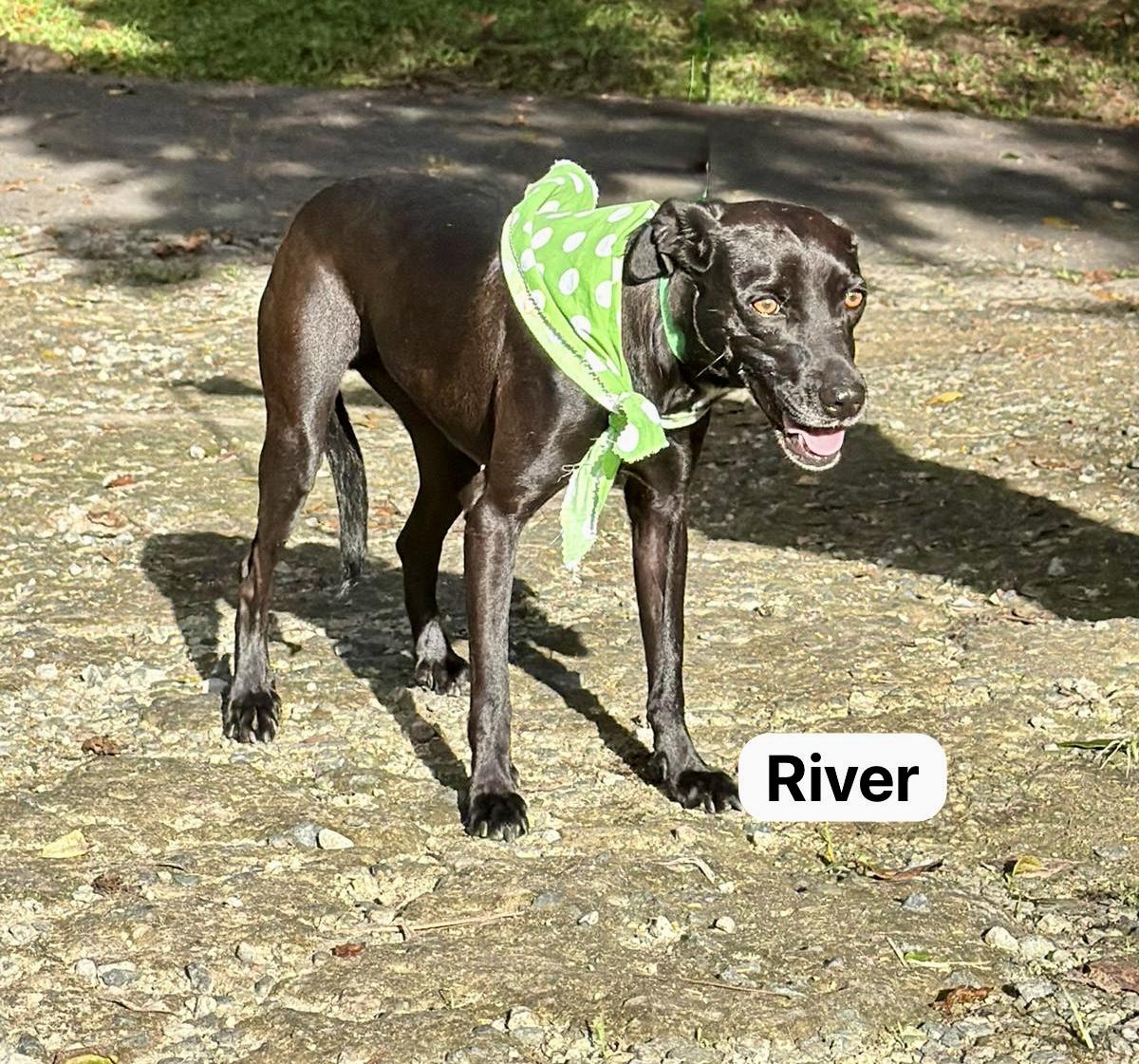 River, a Adoptable mixed breed in Punta Santiago, PR image 3/6