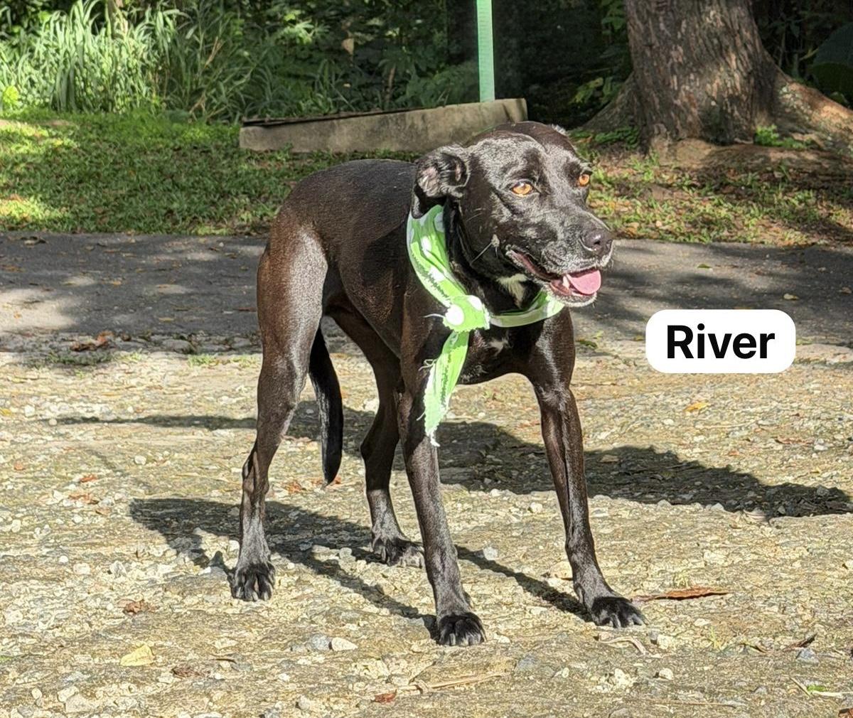 River, a Adoptable mixed breed in Punta Santiago, PR image 5/6