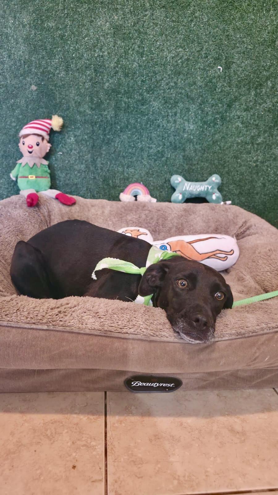 River, a Adoptable mixed breed in Punta Santiago, PR image 6/6