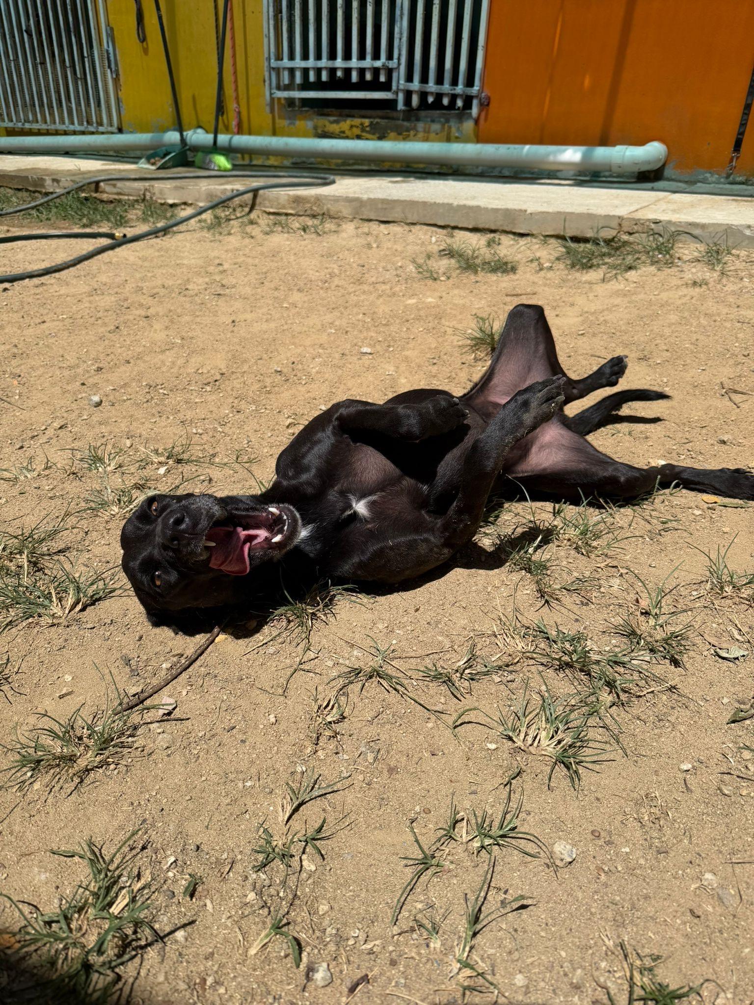 River, a Adoptable mixed breed in Punta Santiago, PR image 1/6