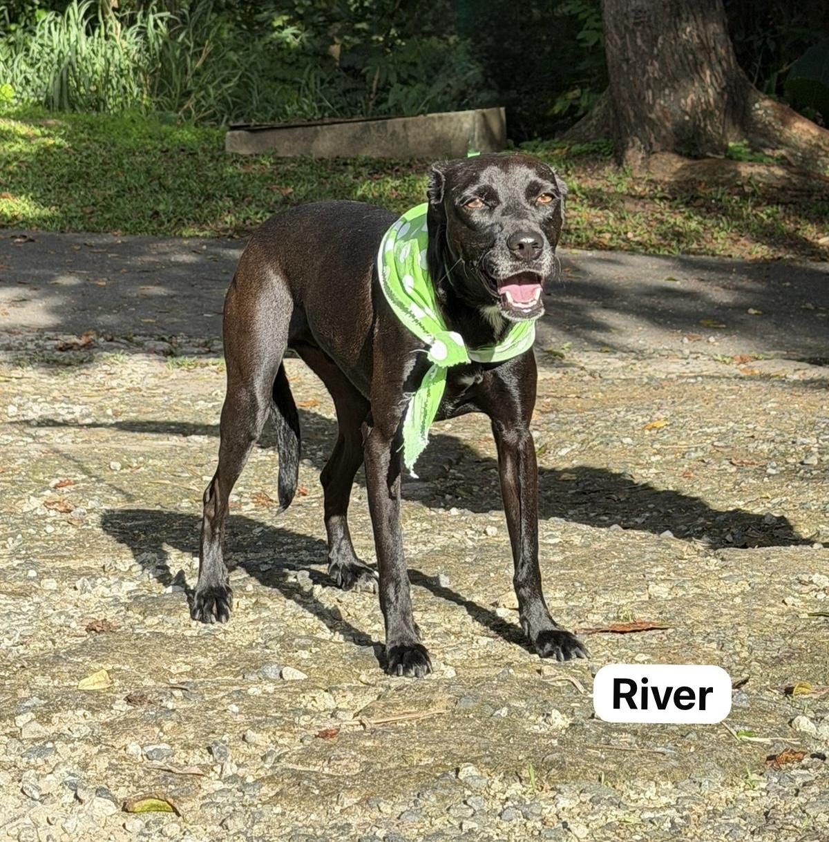 River, a Adoptable mixed breed in Punta Santiago, PR image 2/6