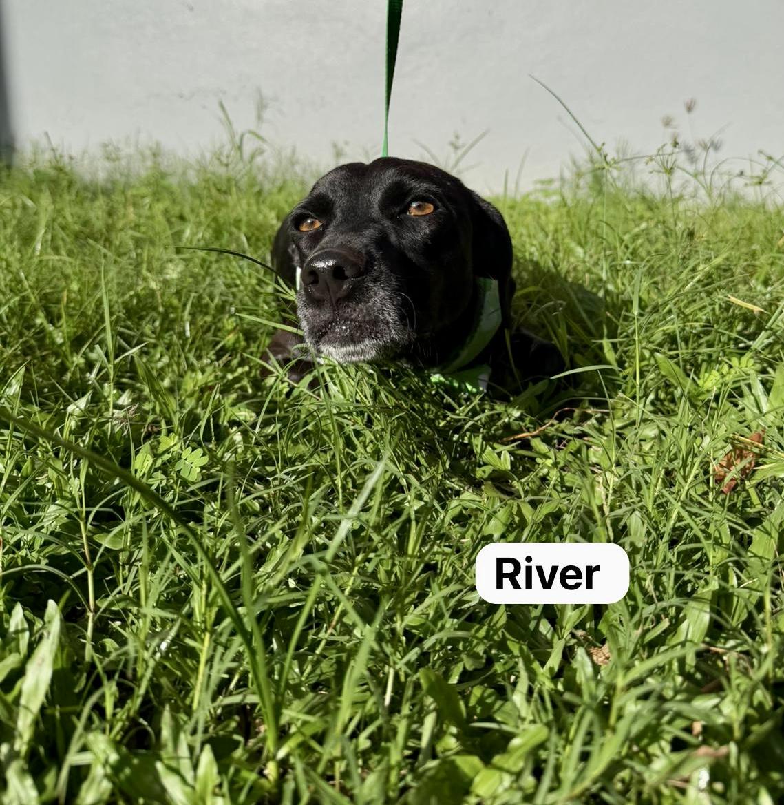 River, a Adoptable mixed breed in Punta Santiago, PR image 4/6