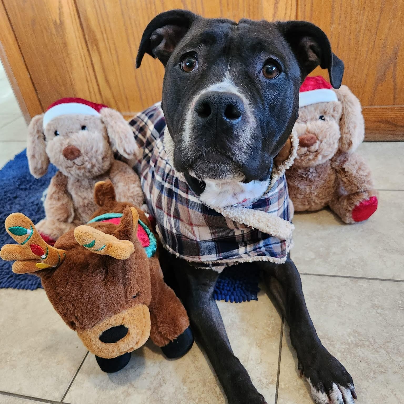 Enlarge Tinsel , a ADOPTABLE mixed breed in Sparta, WI image 1/2