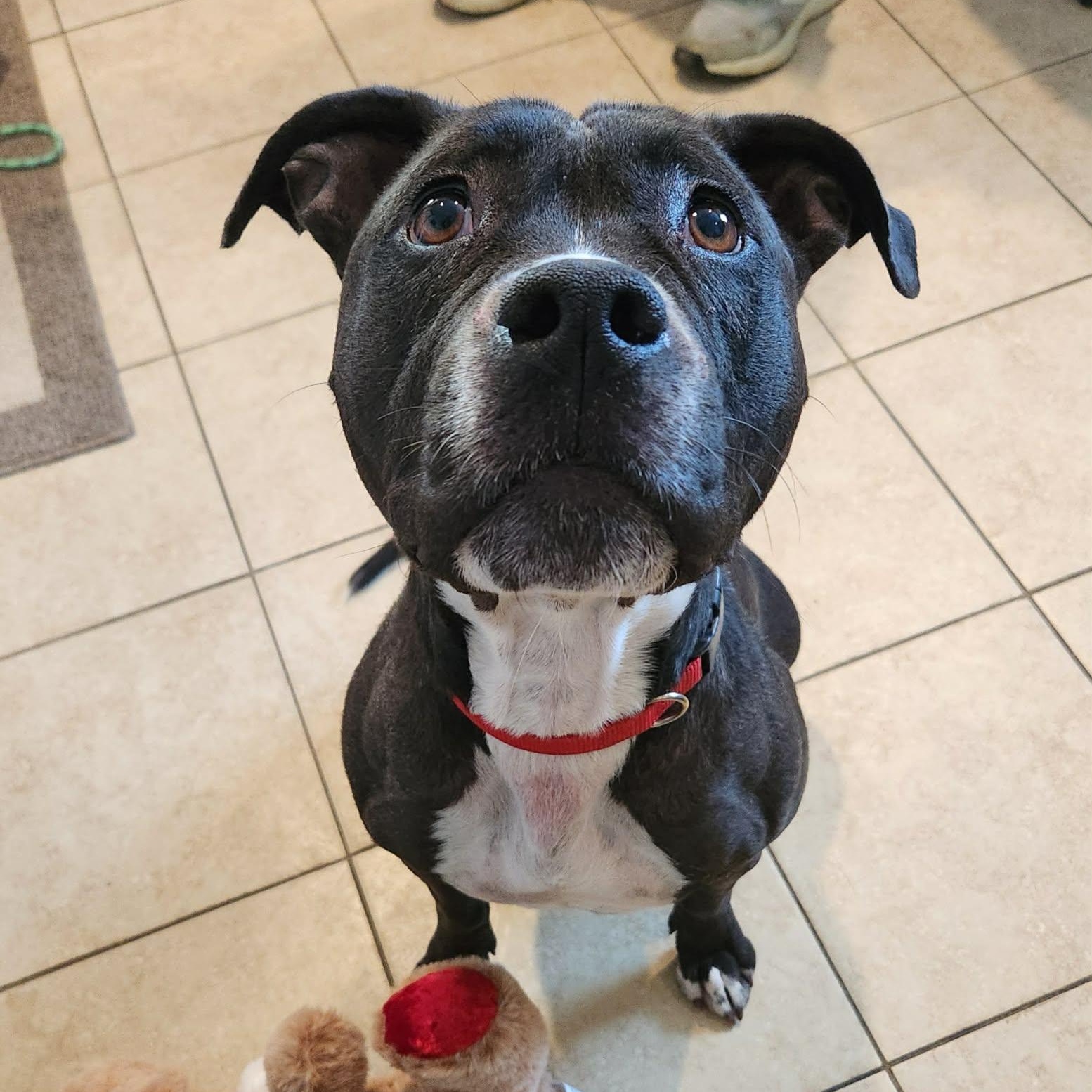 Enlarge Tinsel , a ADOPTABLE mixed breed in Sparta, WI image 2/2