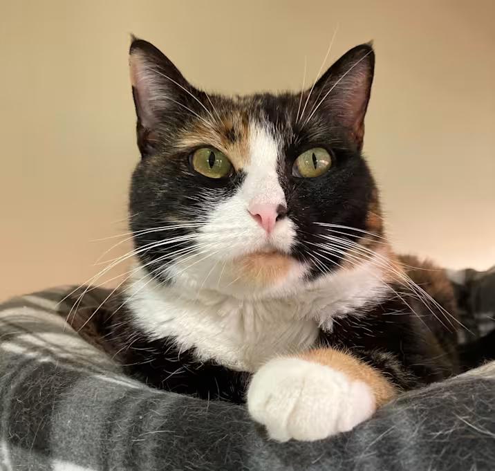 Minnie, Adoptable, Adult Female Calico.