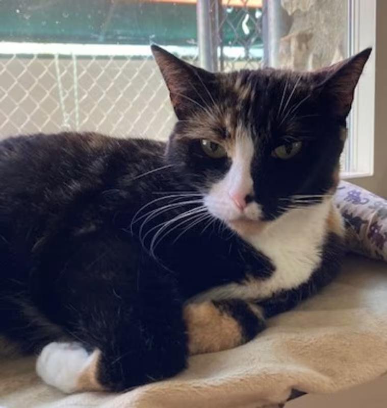 Enlarge Minnie, a Adoptable Calico in Canoga Park, CA image 2/4