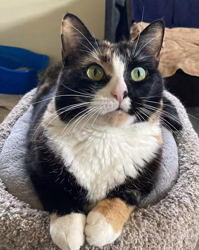 Enlarge Minnie, a Adoptable Calico in Canoga Park, CA image 3/4