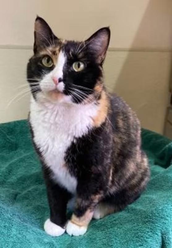 Enlarge Minnie, a Adoptable Calico in Canoga Park, CA image 4/4