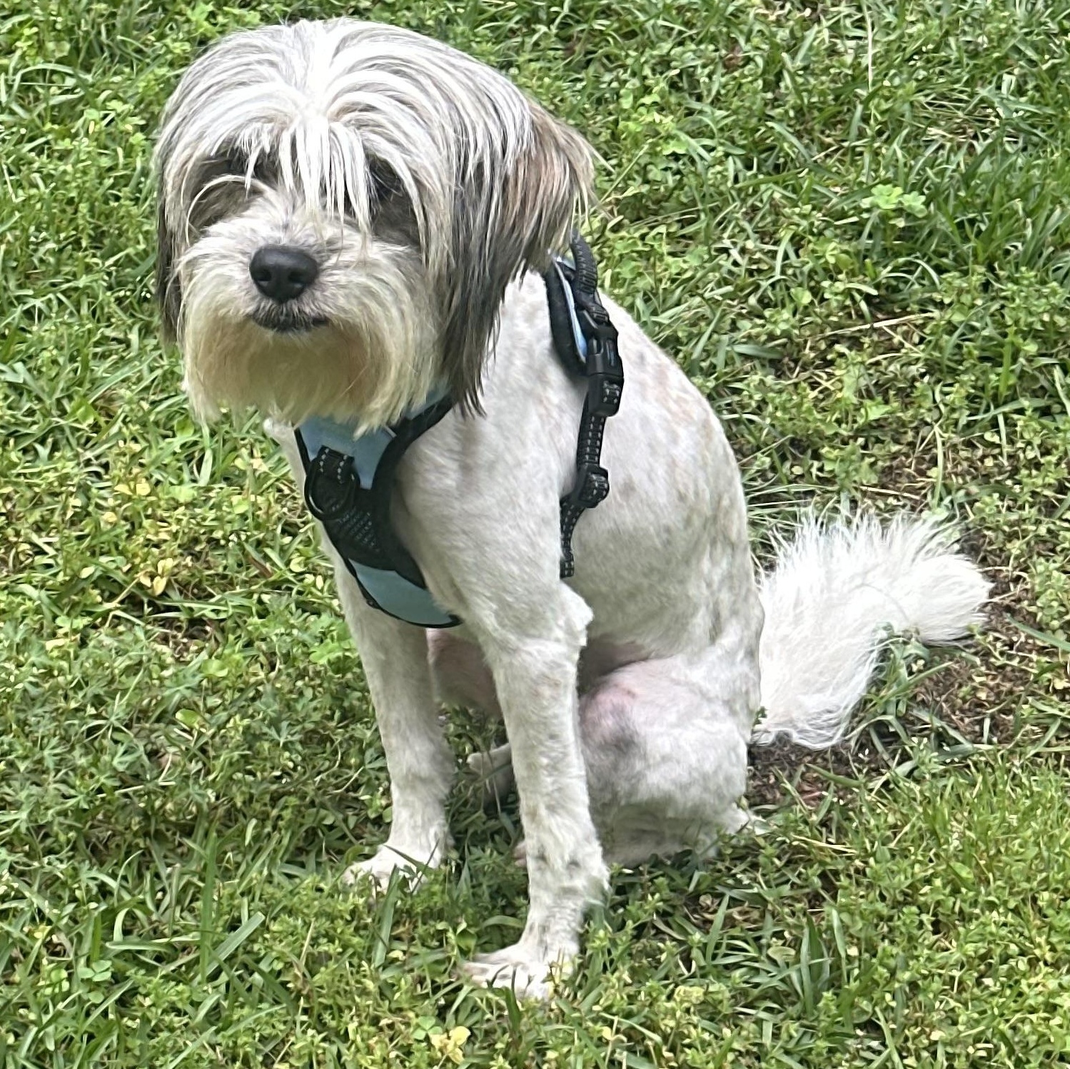 Chance, Adopted, Adult Male Shih poo & Maltese.