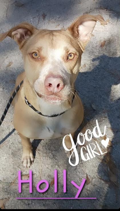 Holly, Adoptable, Adult Female Mixed Breed.