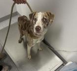 Scarlet, ADOPTABLE, Young Female Catahoula Leopard Dog.