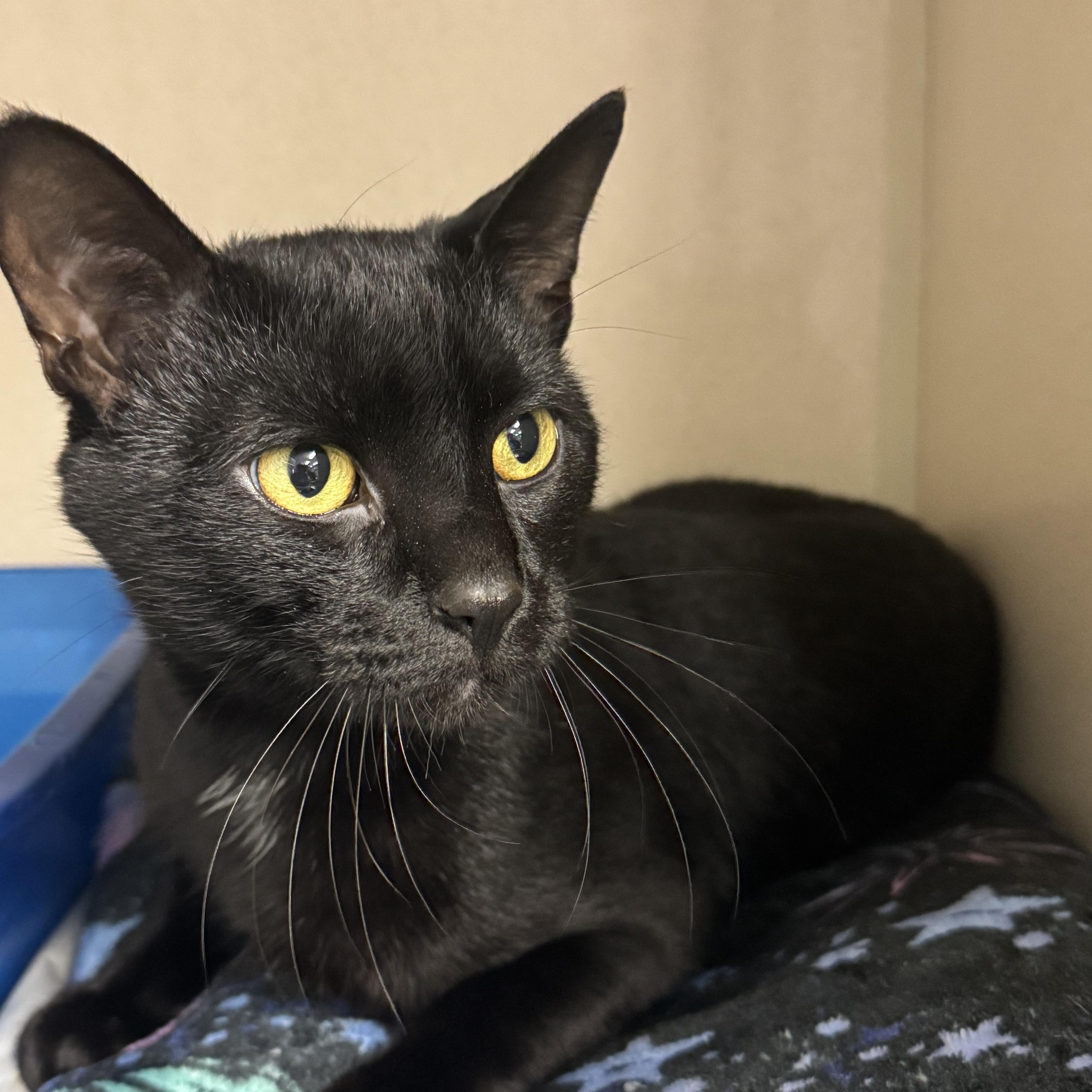 Prescott, Young Male Domestic Short Hair