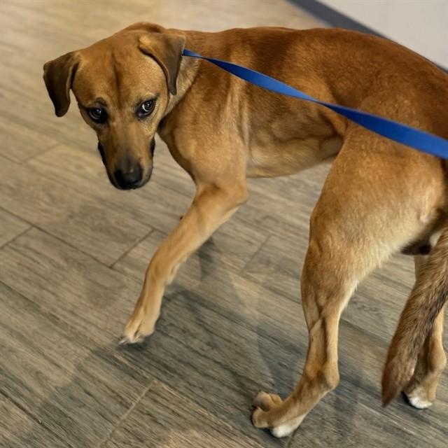 Enlarge BOBBY, a Adoptable mixed breed in St. Louis, MO image 1/1