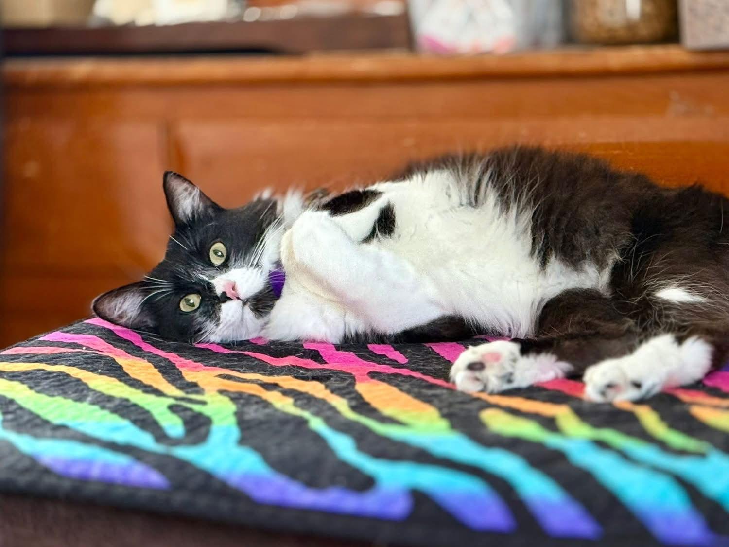 Vito, a Adoptable mixed breed in Laguna Niguel, CA image 1/3