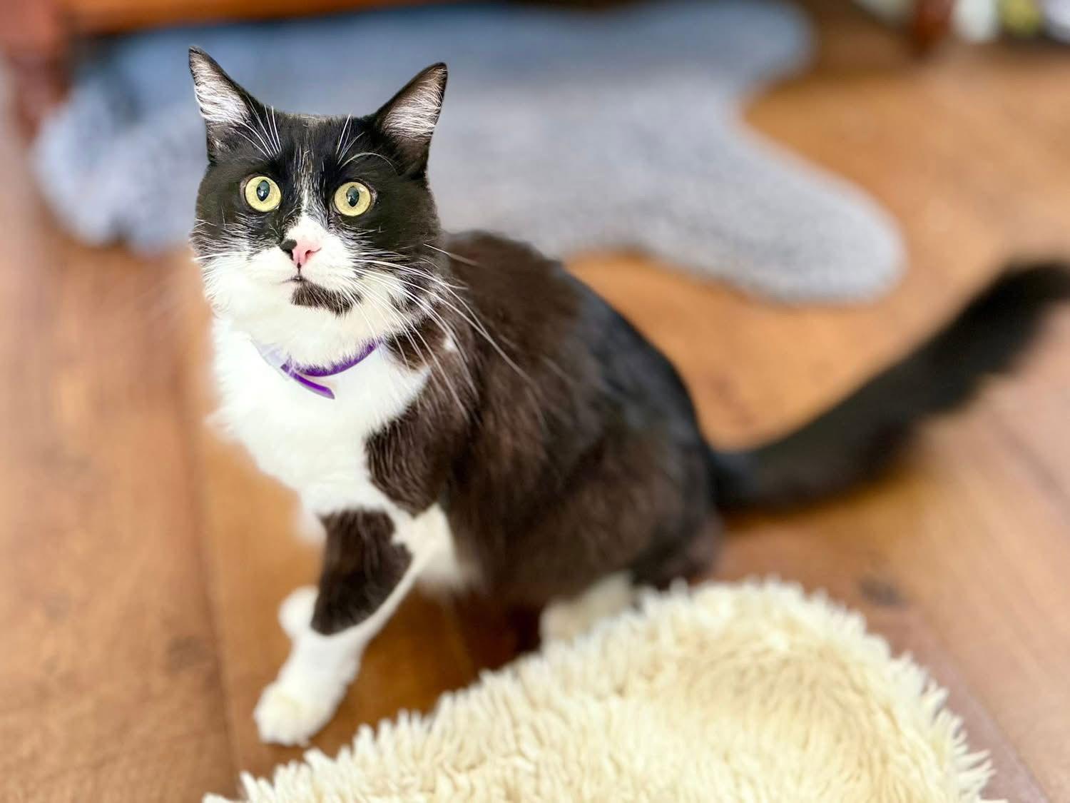 Vito, a Adoptable mixed breed in Laguna Niguel, CA image 2/3