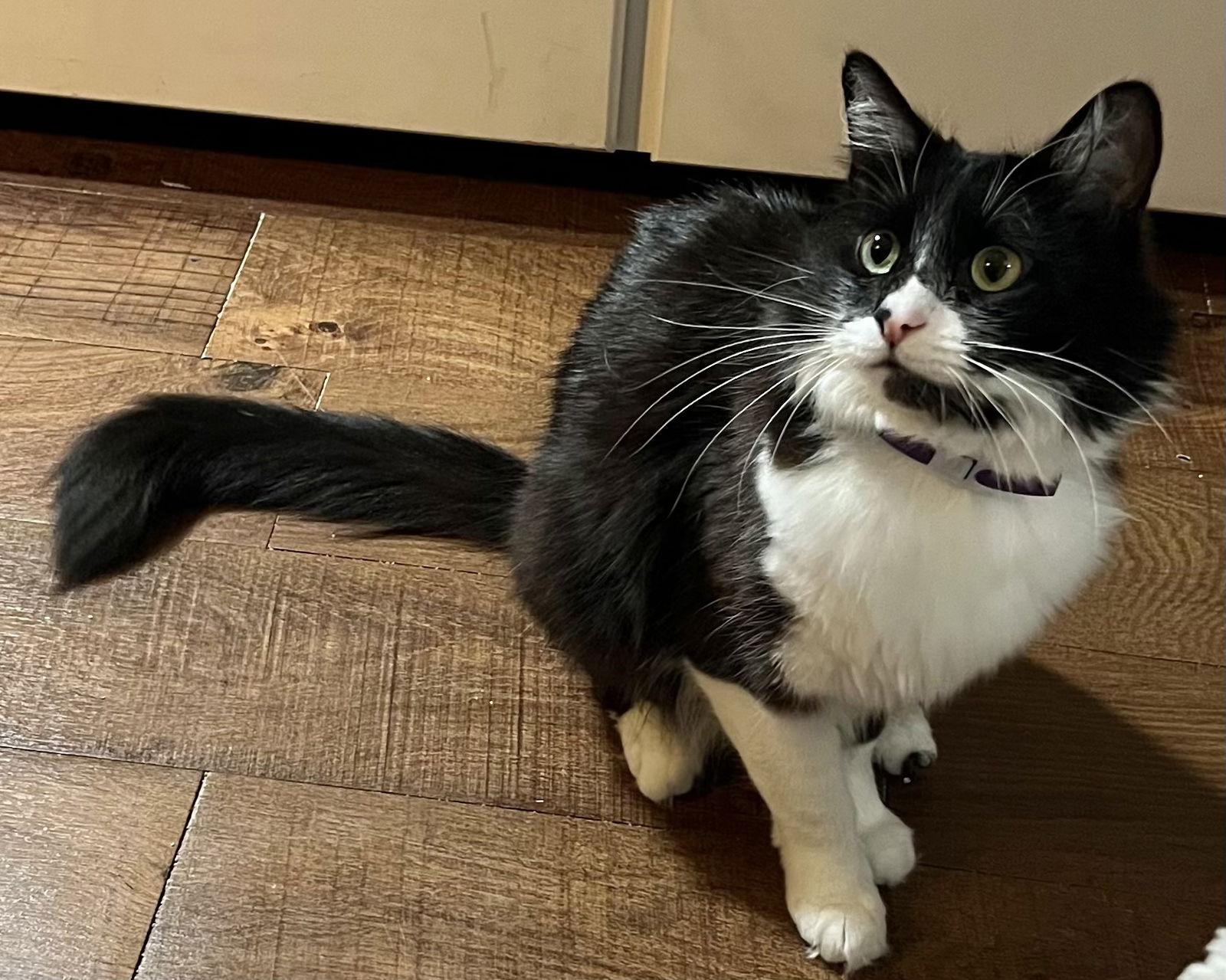 Vito, a Adoptable mixed breed in Laguna Niguel, CA image 3/3