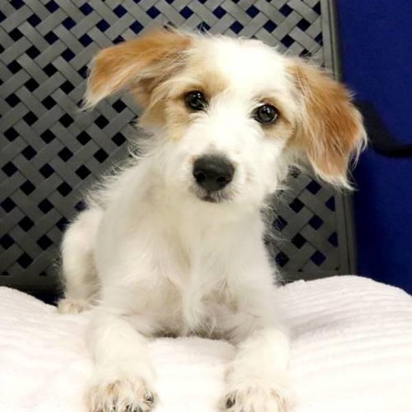 Jolene, Adoptable, Puppy Female Australian Shepherd.