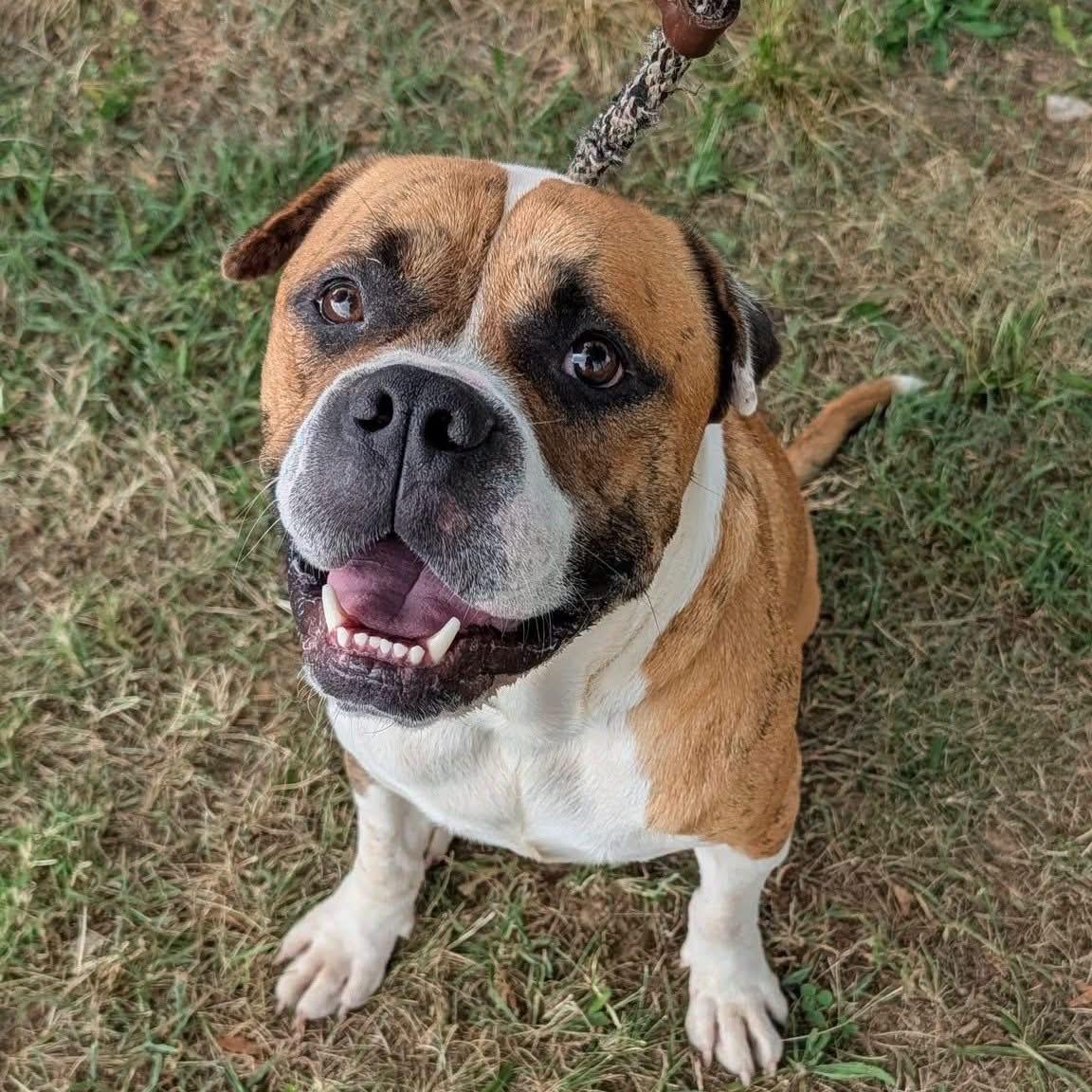 Paddington, adoptable, Young Male Mastiff.