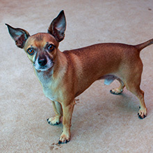 Enlarge Buddy, a Adoptable mixed breed in Phoenix, AZ image 2/6