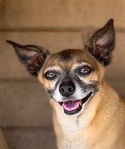 Enlarge Buddy, a Adoptable mixed breed in Phoenix, AZ image 3/6