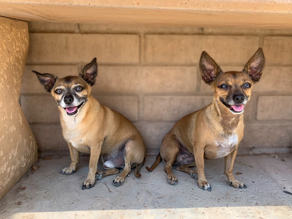 Buddy, Adoptable, Adult Male Miniature Pinscher & Chihuahua.