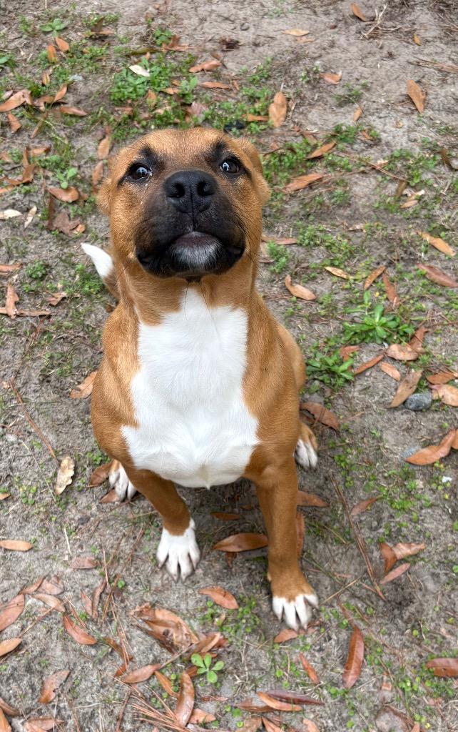 Enlarge Fran, a Adoptable mixed breed in Springfield, GA image 1/2