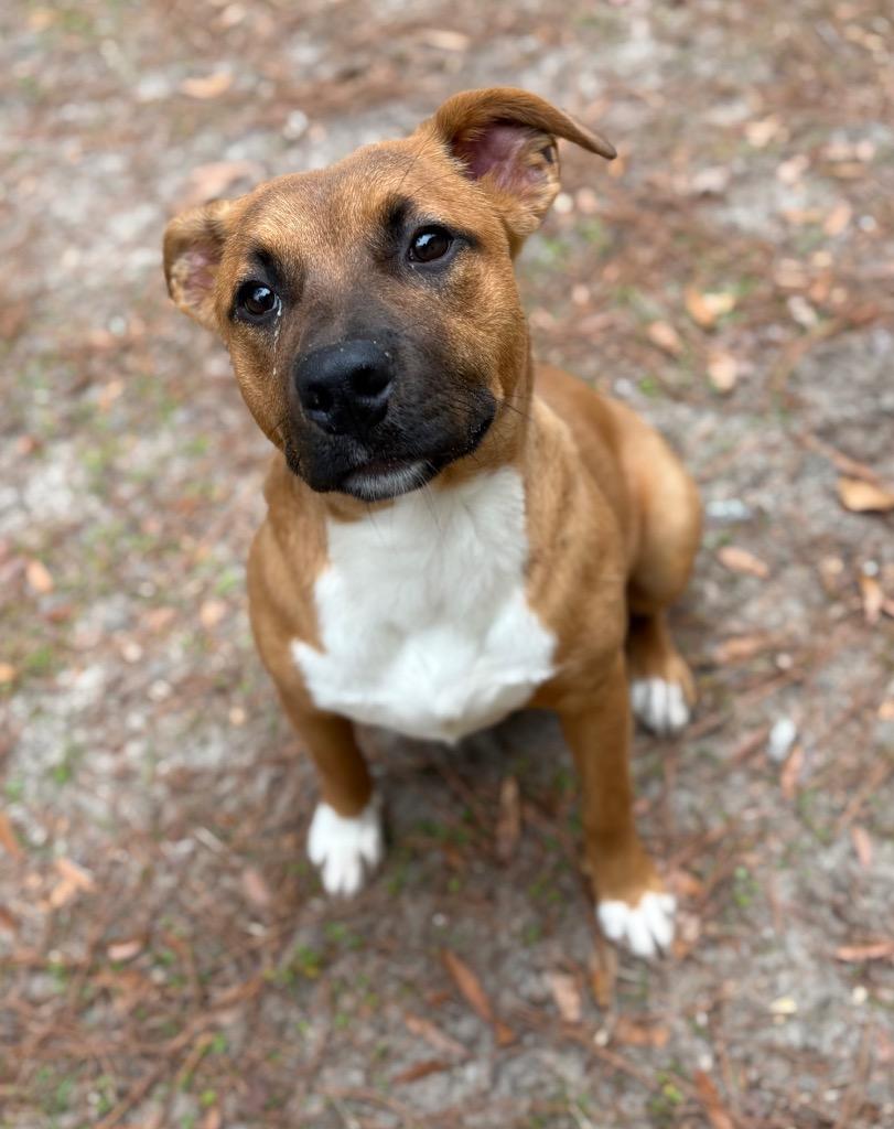 Enlarge Fran, a Adoptable mixed breed in Springfield, GA image 2/2