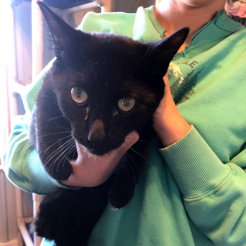 Barney, Adoptable, Young Male Domestic Short Hair.