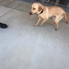 Anna, ADOPTABLE, Adult Female Shepherd.