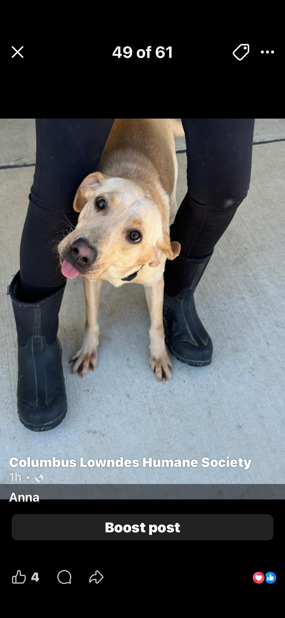 Anna, ADOPTABLE, Adult Female Australian Shepherd.