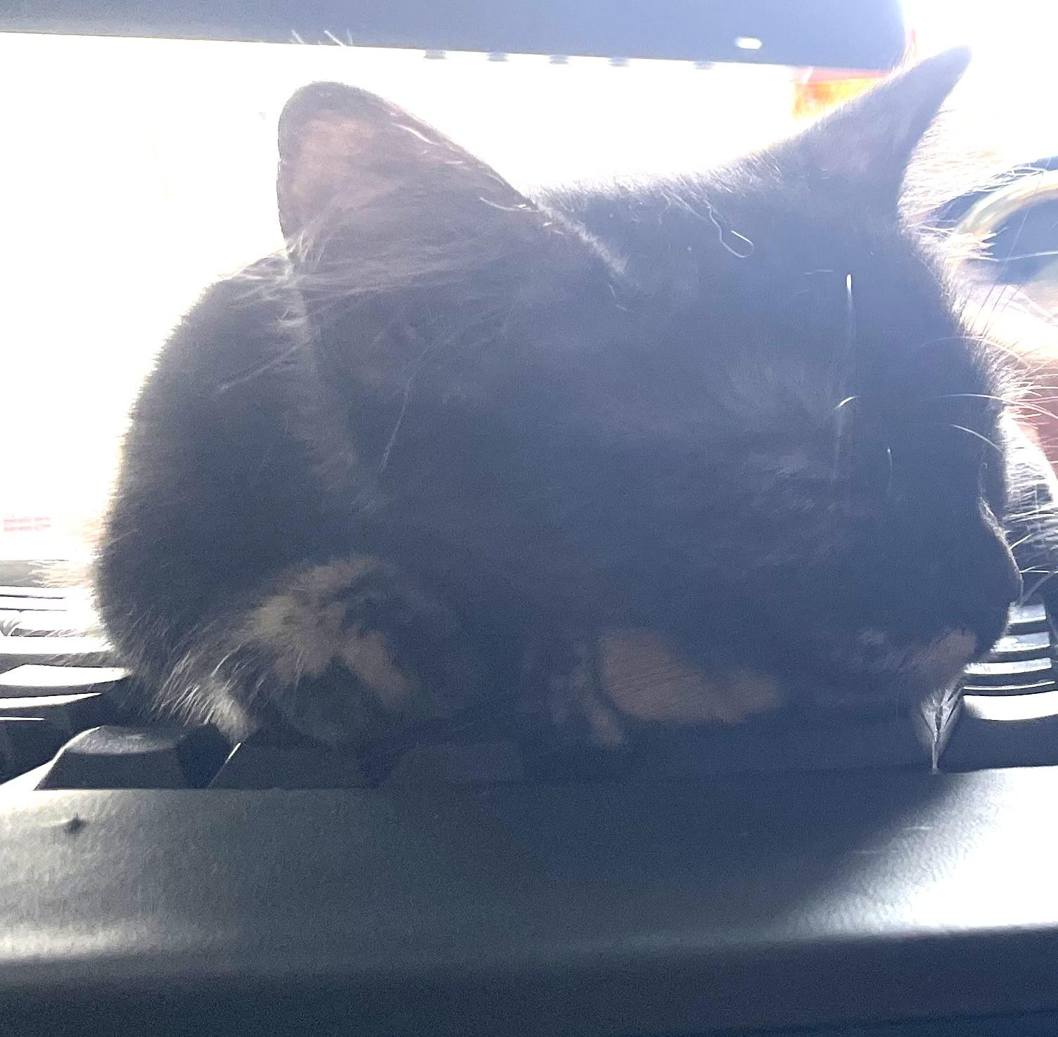 Lilah — A Little Shy, A Lot of Love, an adoptable Tortoiseshell in Prescott, AZ image 3/4