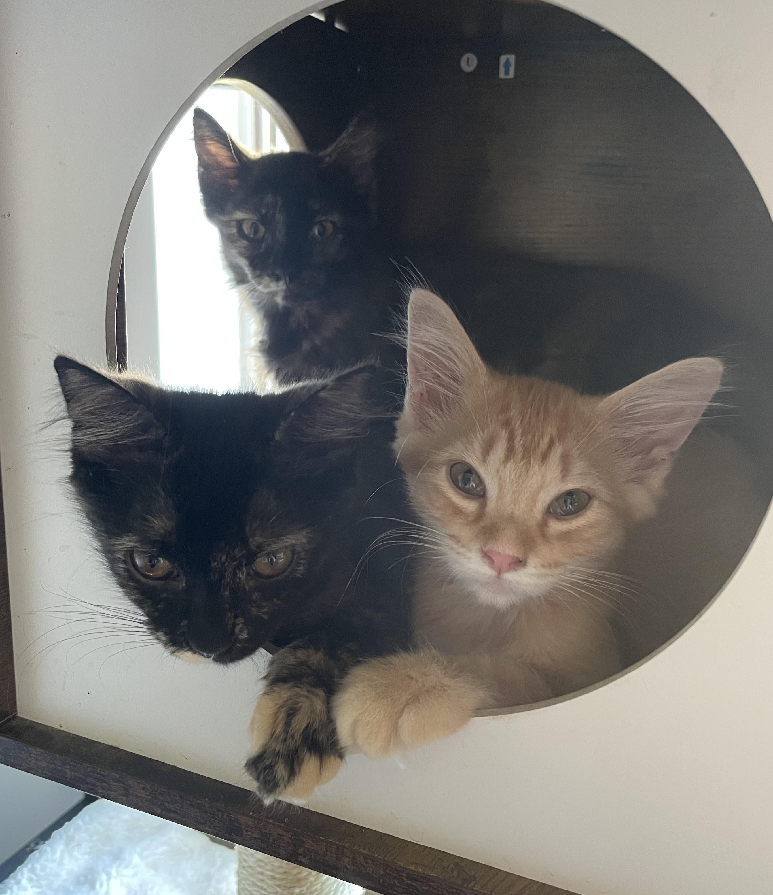 Lilah — A Little Shy, A Lot of Love, an adoptable Tortoiseshell in Prescott, AZ image 4/4