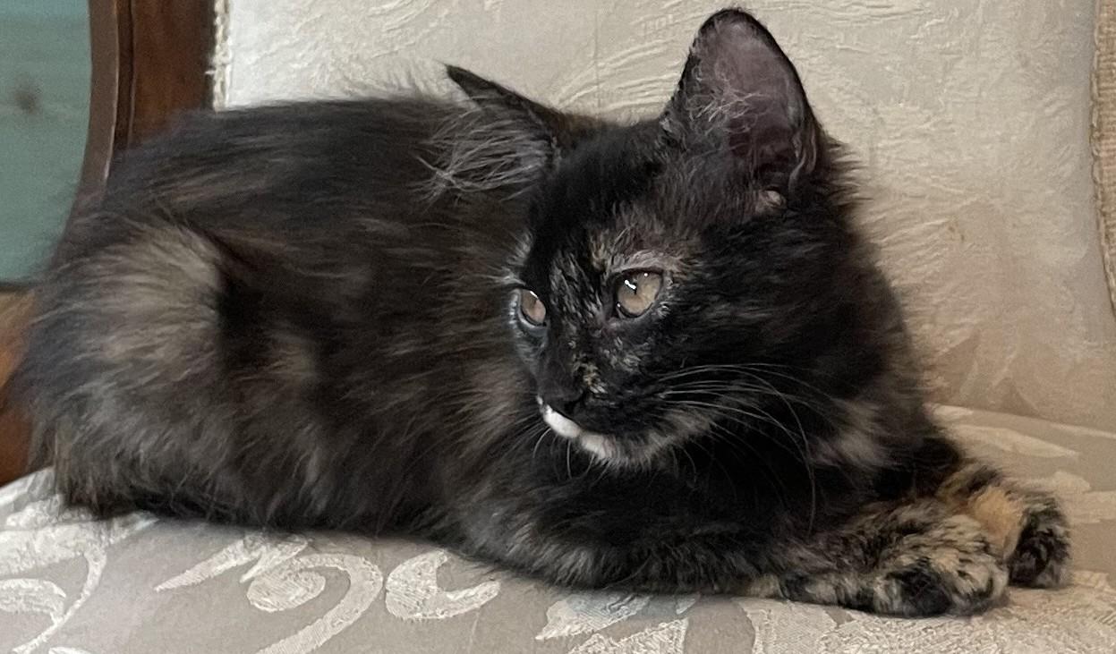 Lilah — A Little Shy, A Lot of Love, an adoptable Tortoiseshell in Prescott, AZ image 2/4