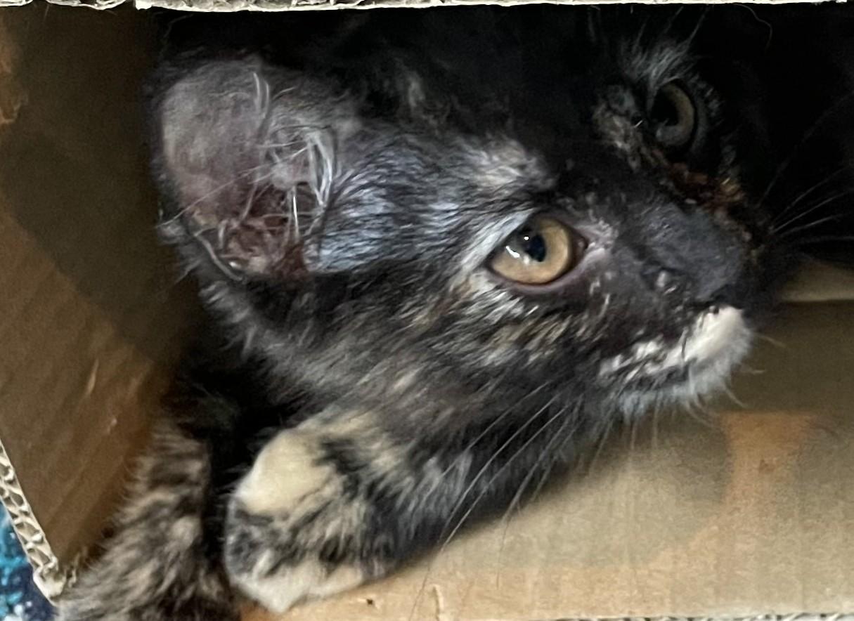 Lilah — A Little Shy, A Lot of Love, adoptable, Kitten Female Tortoiseshell.