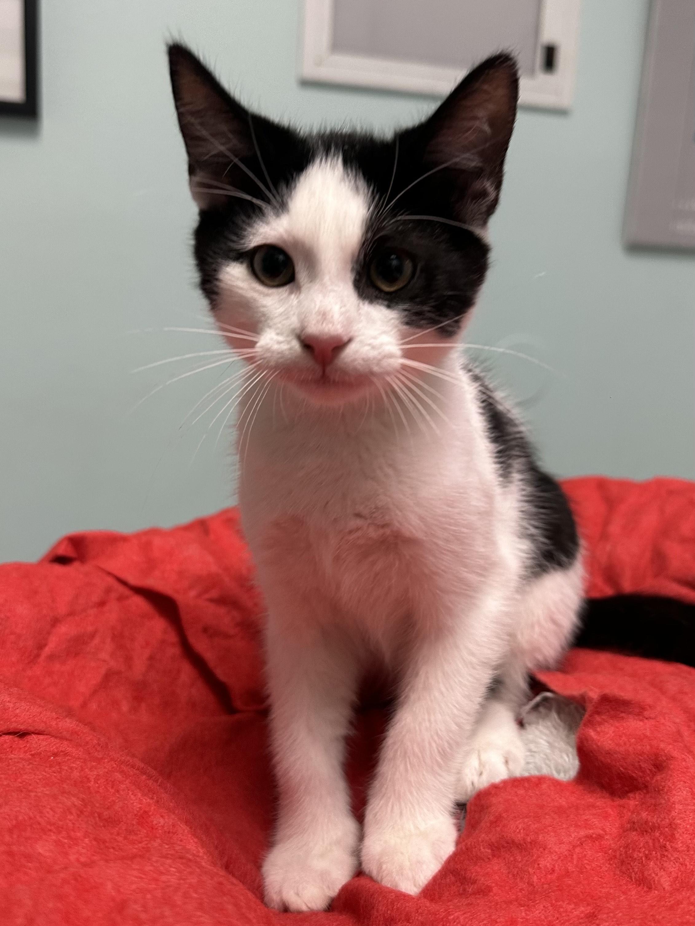 Enlarge Oreo, a ADOPTABLE Domestic Short Hair in Miami, FL image 3/3