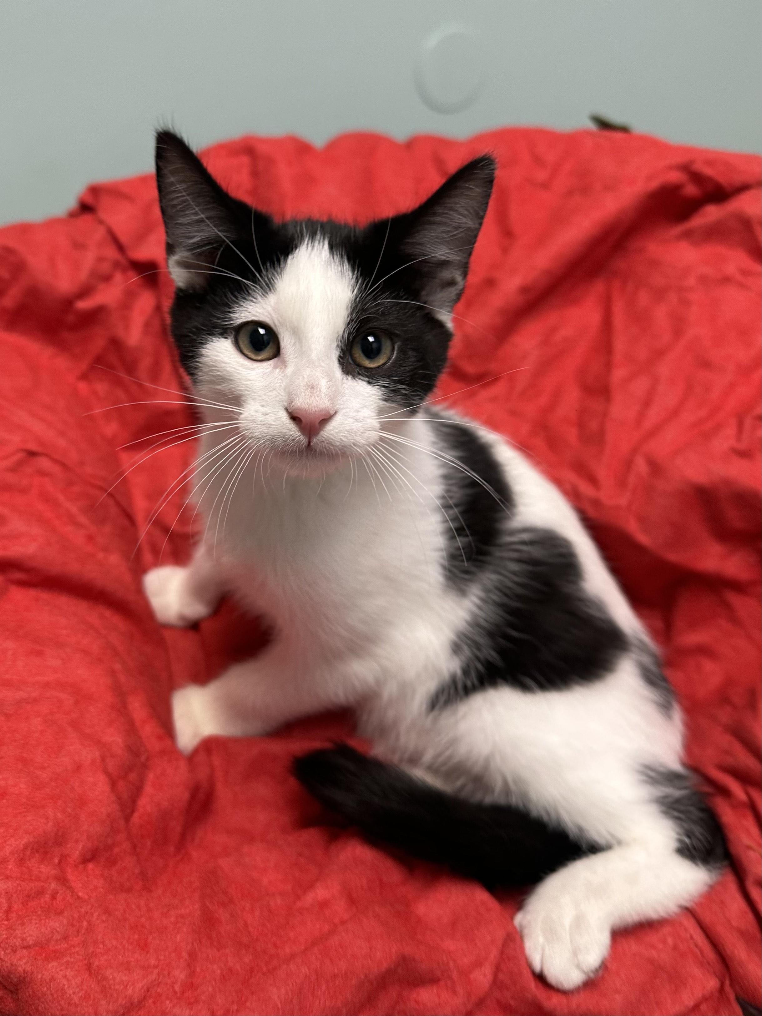 Enlarge Oreo, a ADOPTABLE Domestic Short Hair in Miami, FL image 2/3