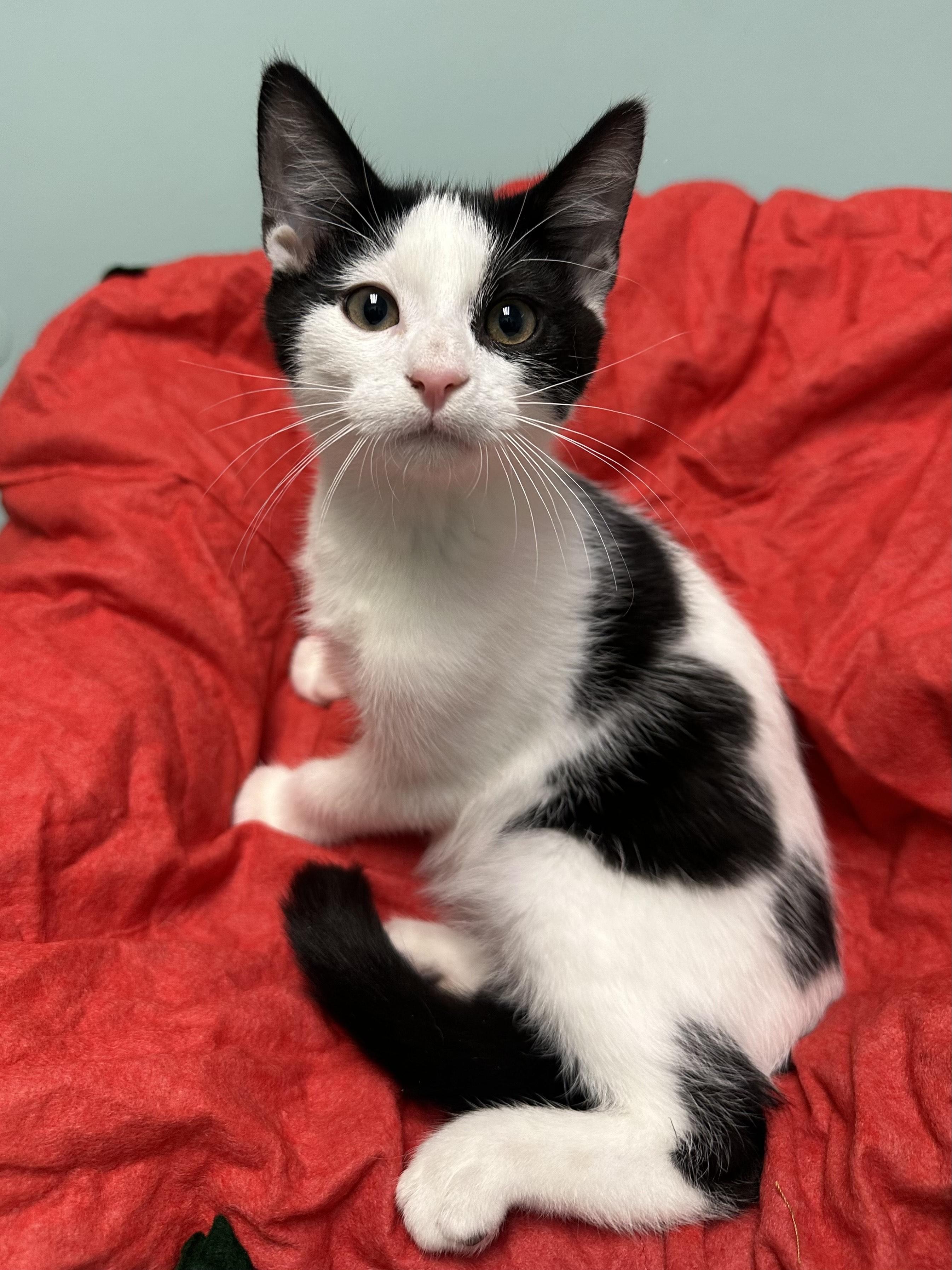 Oreo, ADOPTABLE, Young Male Domestic Short Hair.