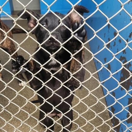 Helena, Adoptable, Puppy Female Shepherd.